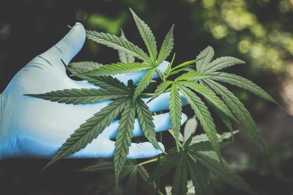 buying_medical_marijuana Medical Marijuana Niagara Falls