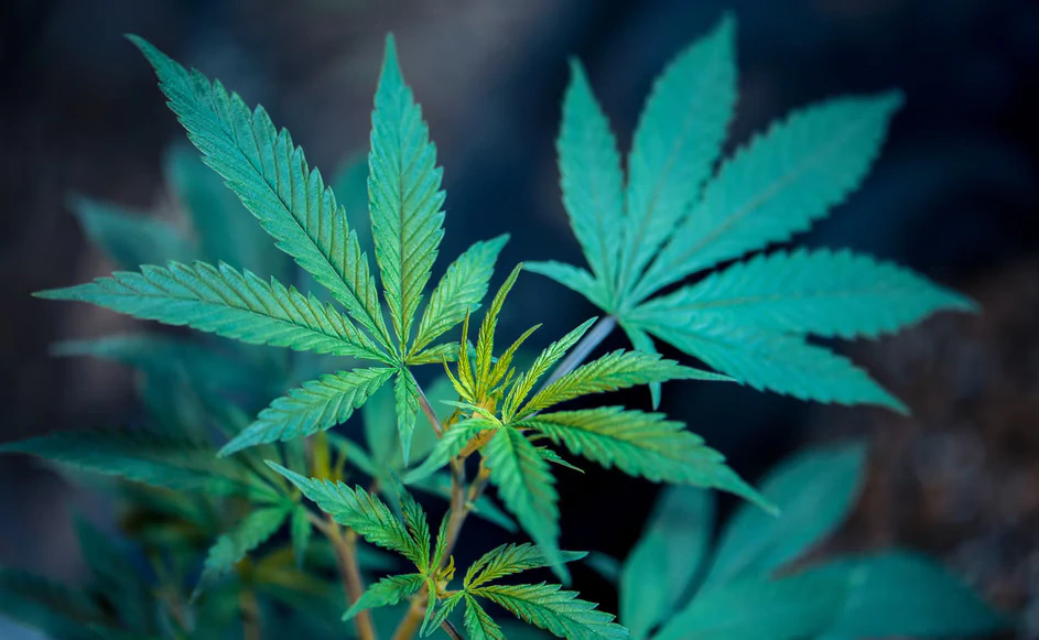 Cannabis Niagara Cannabis Niagara