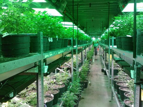marajuana-dispensary_grande_85a37636-8a60-451d-8a49-1196dec3d90c_1024x1024 Marijuana Dispensary Niagara