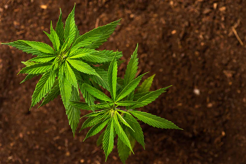 marijuana Marijuana