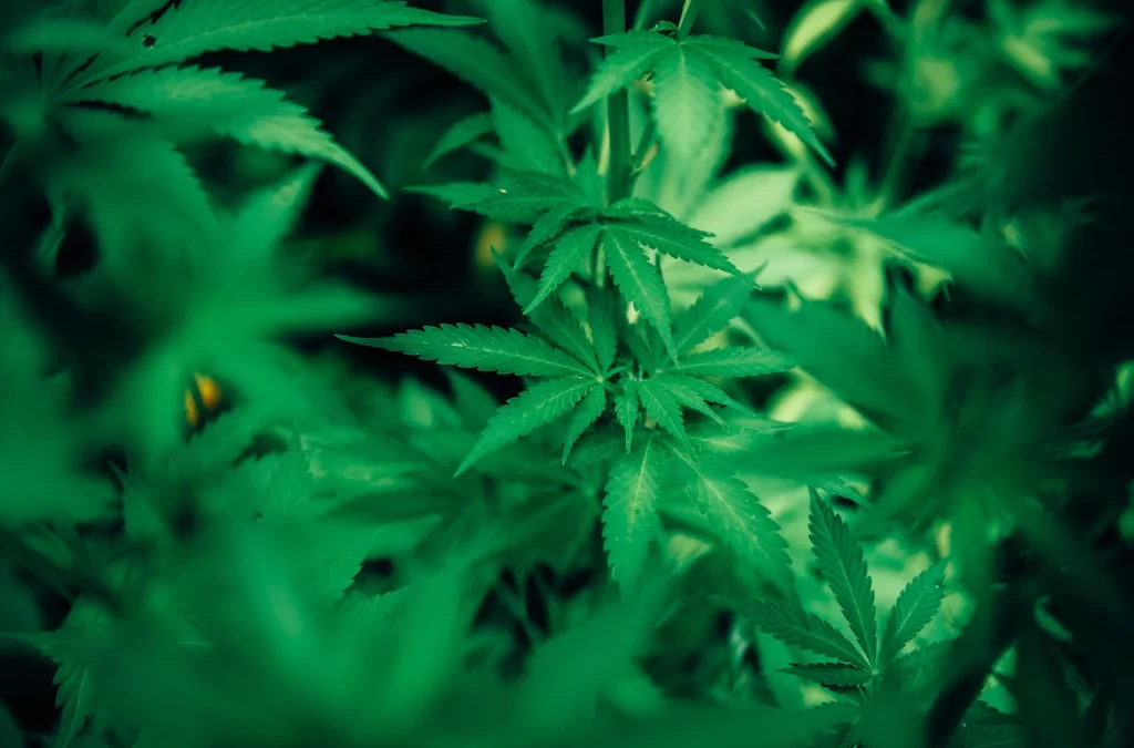 MISINTERPRETATIONS ABOUT CANNABIS