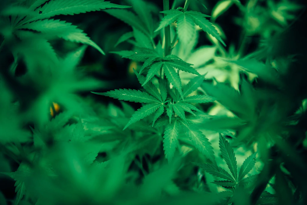 Cannabis Niagara Misinterpretations about Cannabis