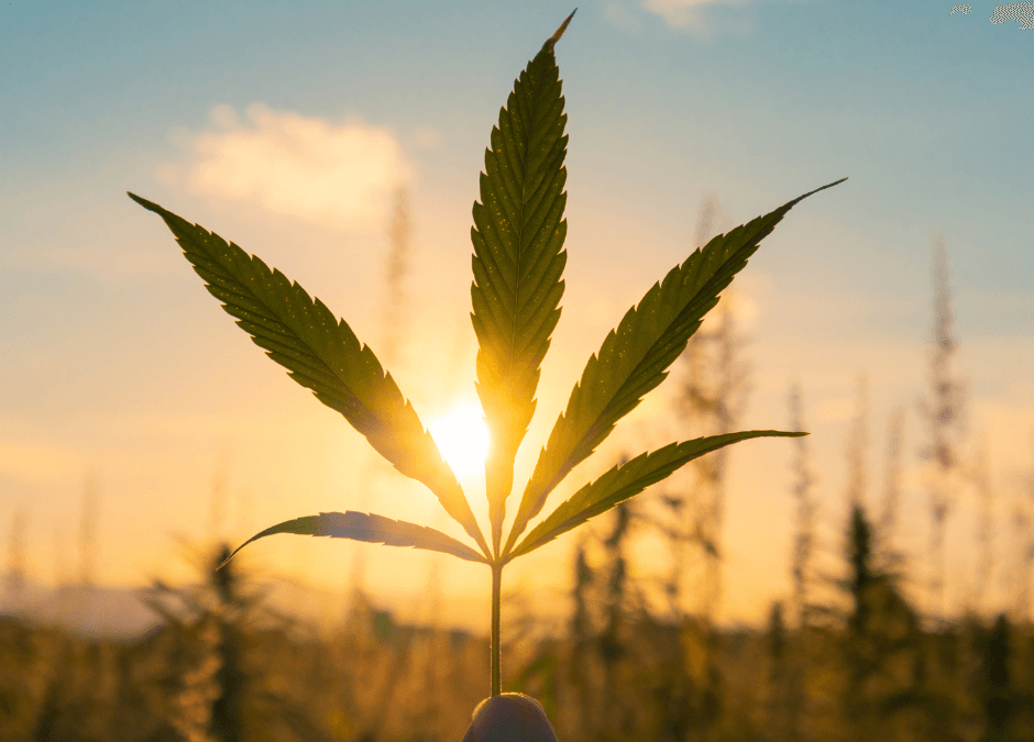 Plant Therapy: The Benefits of Cannabis Gardening