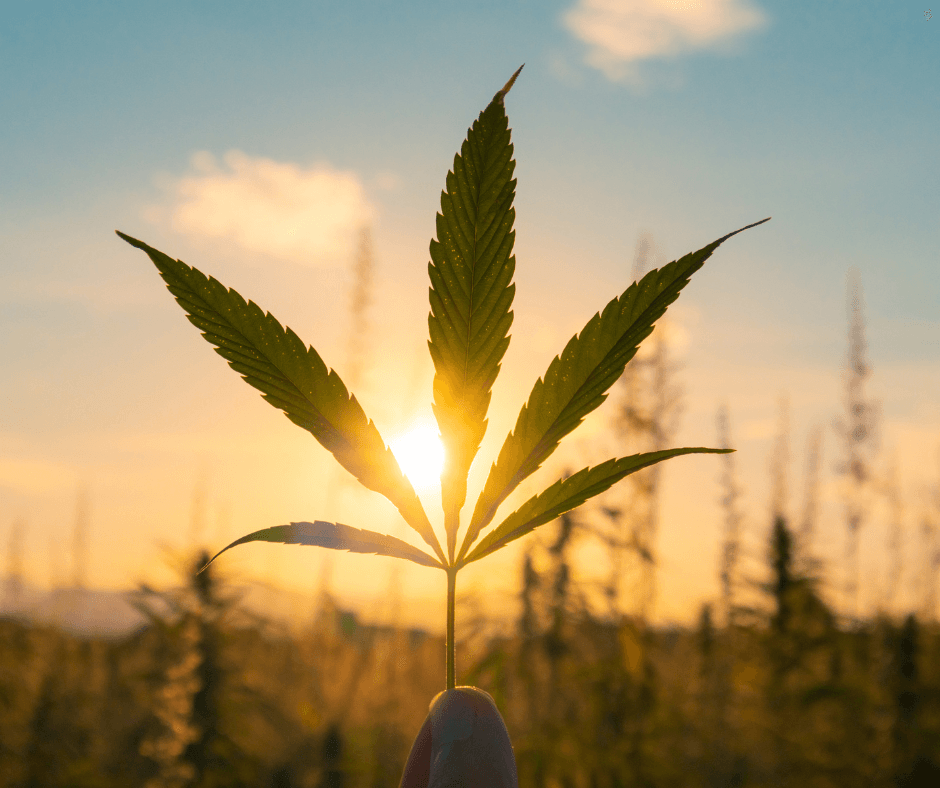 Benefits of Cannabis Gardening Cannabis Gardening