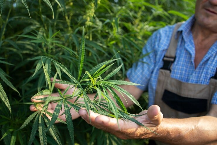 Navigating the Cannabis Landscape: A Comprehensive Guide for Novice and Experienced Users